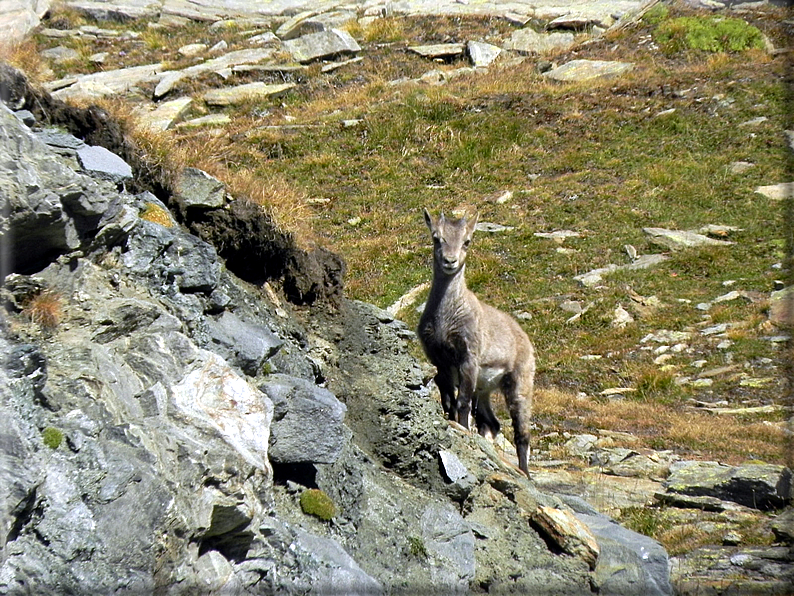 foto Passo dei Salati e Col d'Olen